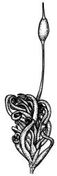 Ptychomitrium australe, shoot with capsule, dry. Drawn from J.T. Linzey 3435, CHR 545821.
 Image: R.C. Wagstaff © Landcare Research 2018 CC BY-NC 3.0 NZ